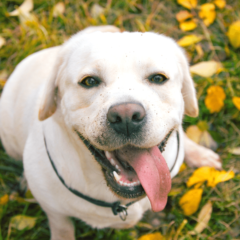 Top 5 Best Grooming Tool For Labradors Stop Shedding