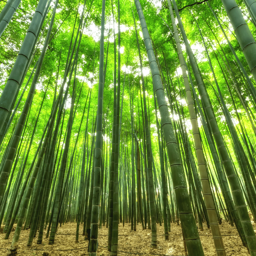 Top 6 Best Tools To Cut Bamboo Like Butter