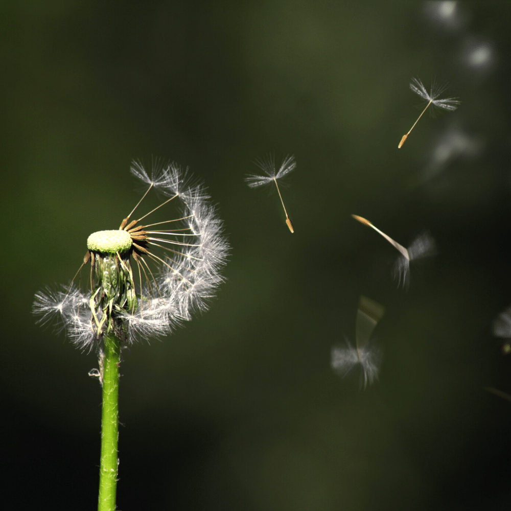 best dandelion removal tool
