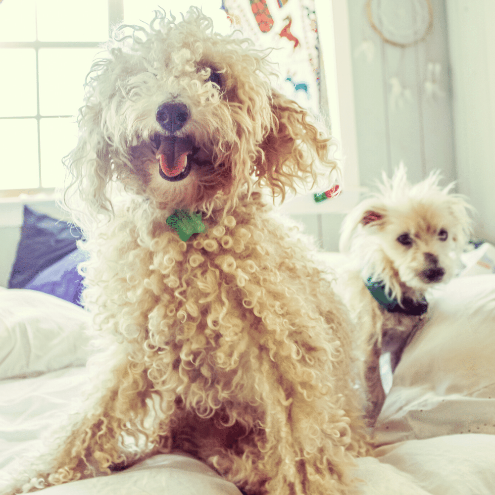 best dematting tool for doodles