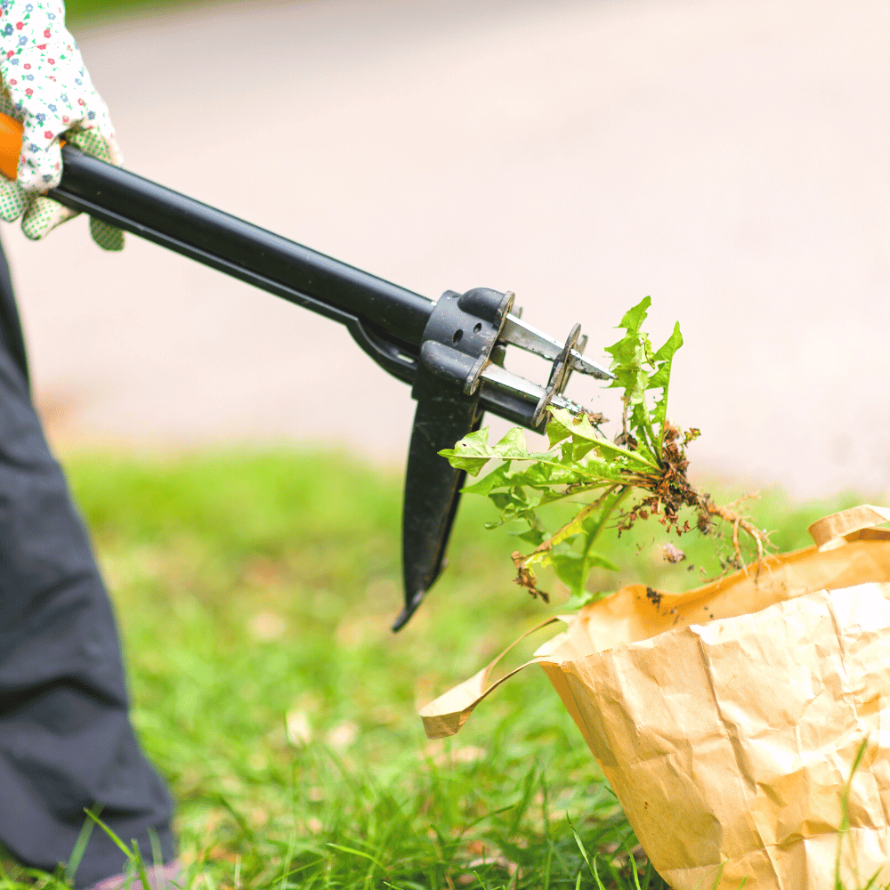 best weed removal tool